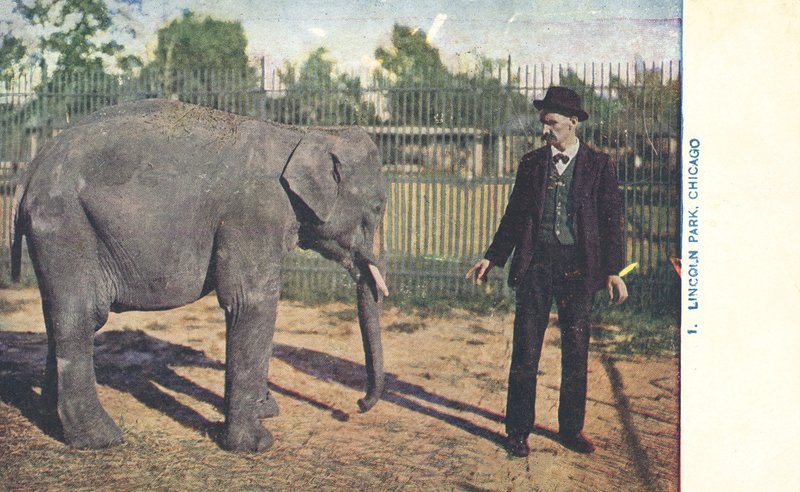 Giovane elefante, Lincoln Park Zoo, Chicago, USA (foto a colori) da American Photographer