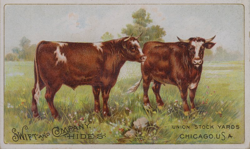 Cartolina commerciale americana che pubblicizza le pelli animali di Swift and Company, Union Stock Yards, Chicago, Illinois da American School