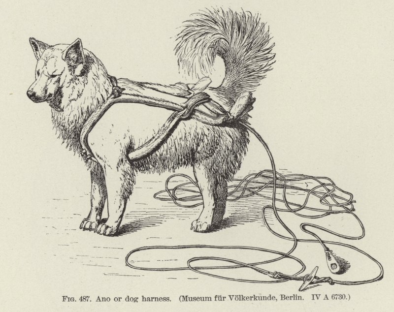 Ano o imbracatura per cani da American School