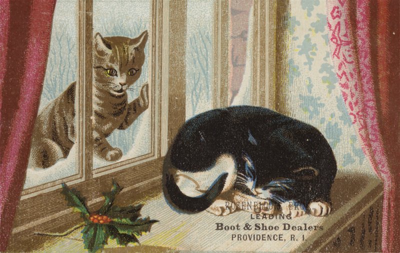Gatto fuori che guarda dentro da American School