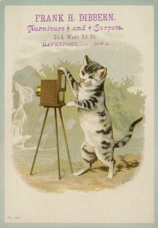 Gatto che scatta una fotografia da American School