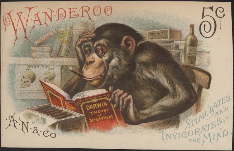 Charles Darwin, Teoria dello sviluppo (cioè Evoluzione) da American School