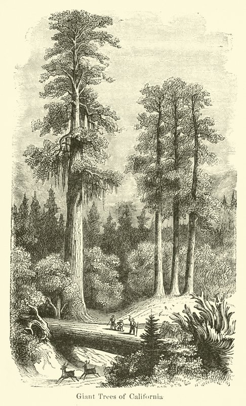 Alberi giganti della California da American School
