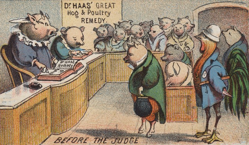 Maiale in tribunale da American School