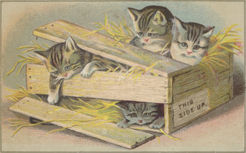 Gattini in una cassa rotta da American School