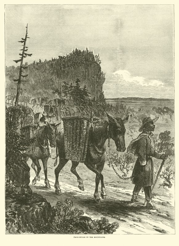 Muli da soma nelle montagne, febbraio 1863 da American School