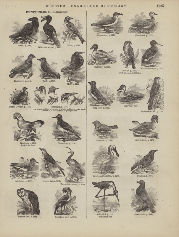 Pagina dal Dizionario Completo di Webster (George Bell) da American School