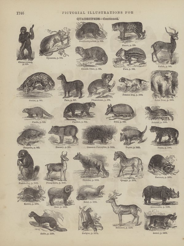 Pagina dal Dizionario Completo di Webster (George Bell) da American School
