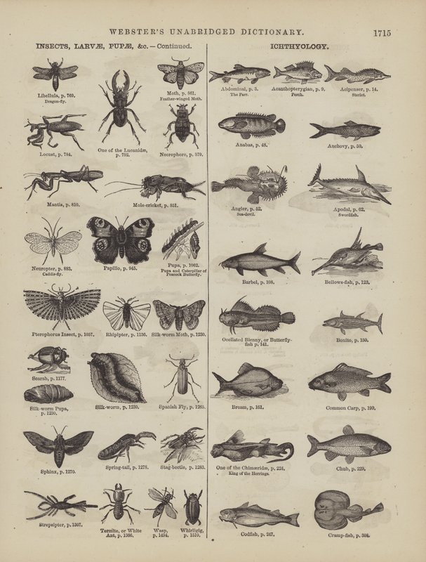 Pagina dal Dizionario Completo di Webster (George Bell) da American School