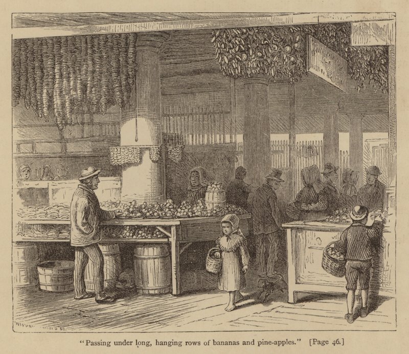 "Passando sotto lunghi e pendenti filari di banane e meli di pino" (incisione) da American School