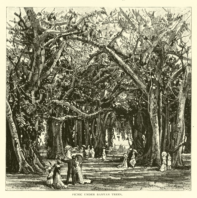 Picnic sotto gli alberi di banyan da American School
