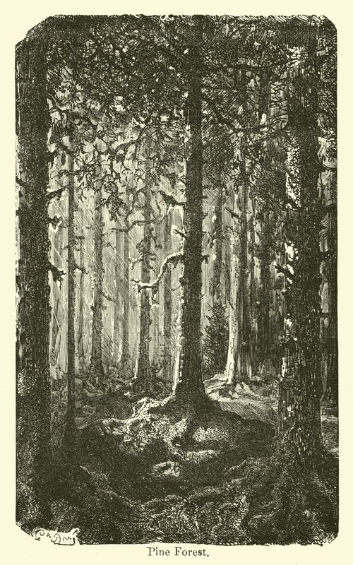 Foresta di pini da American School