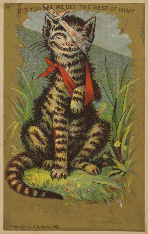 Gatto con ferite che sorride da American School