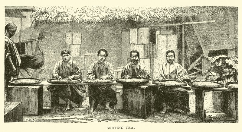 Smistamento del tè da American School