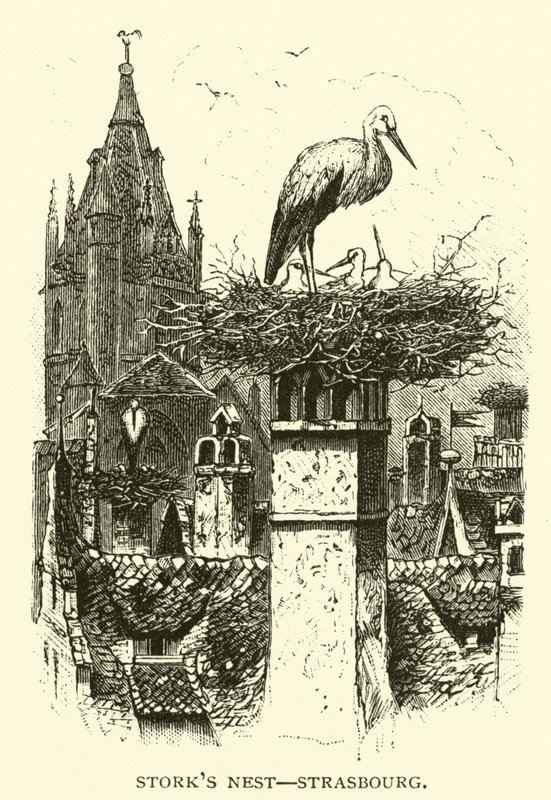 Nido di cicogne, Strasburgo da American School