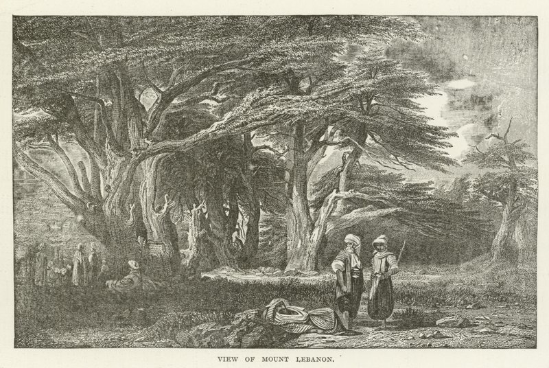 Veduta del Monte Libano da American School