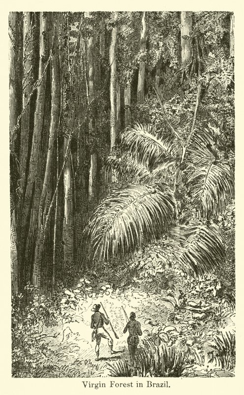 Foresta vergine in Brasile da American School