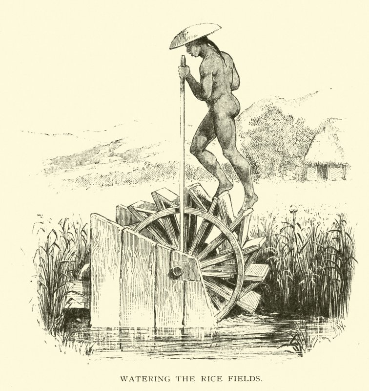 Irrigazione delle risaie da American School