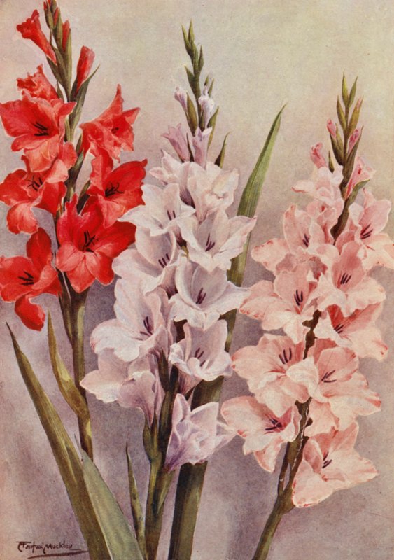 Un gruppo di gladioli moderni da Angelo Fairfax Muckley