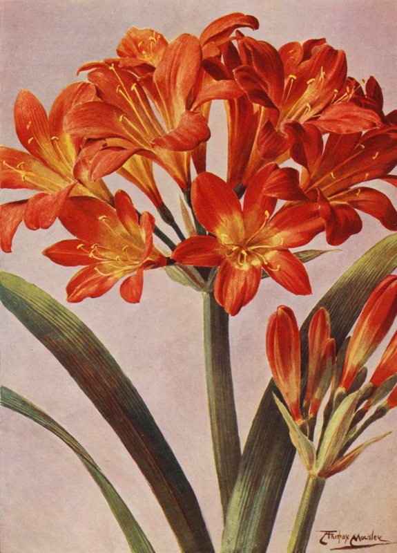 Clivia Miniata, conosciuta da tempo come Imantophyllum Miniatum da Angelo Fairfax Muckley