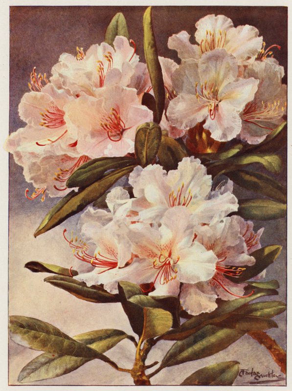 Rododendro Rosa Mundi da Angelo Fairfax Muckley