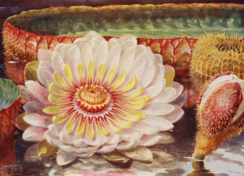 Victoria Regia, la più nobile di tutte le piante acquatiche da Angelo Fairfax Muckley