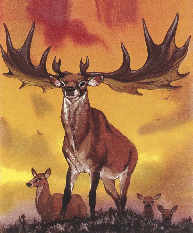 Gigante ciascuno da Angus McBride