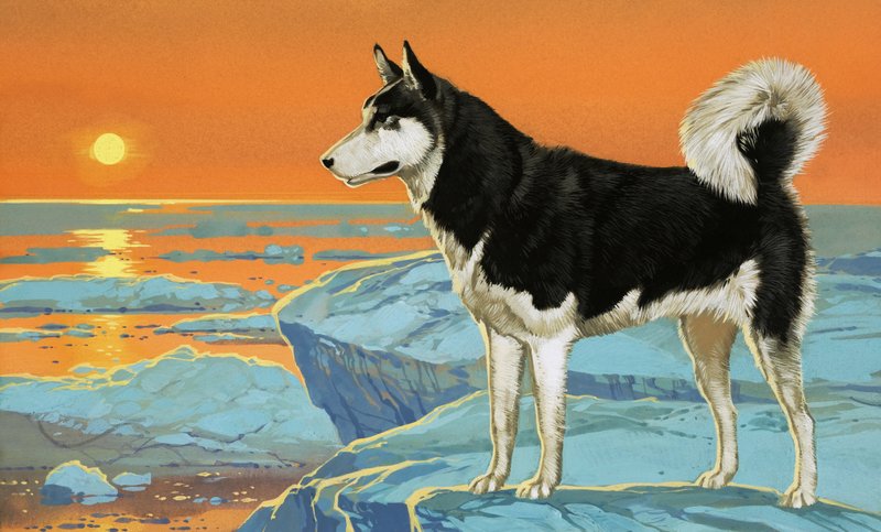 Cane Husky da Angus McBride