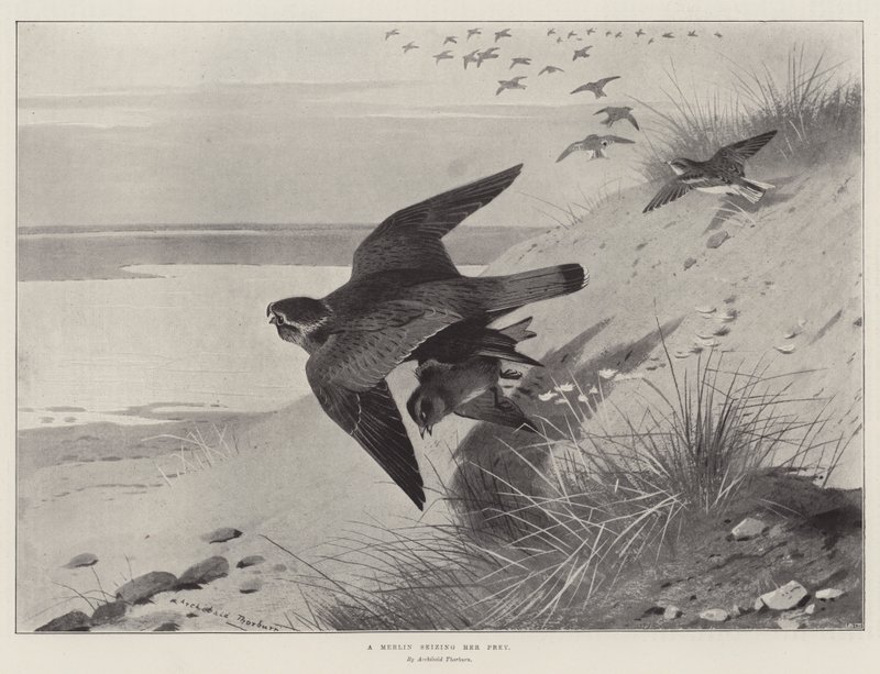 Un Falco Pellegrino che cattura la sua Preda da Archibald Thorburn