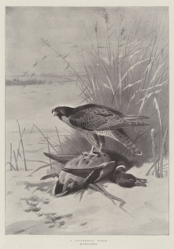 Una incursione riuscita da Archibald Thorburn