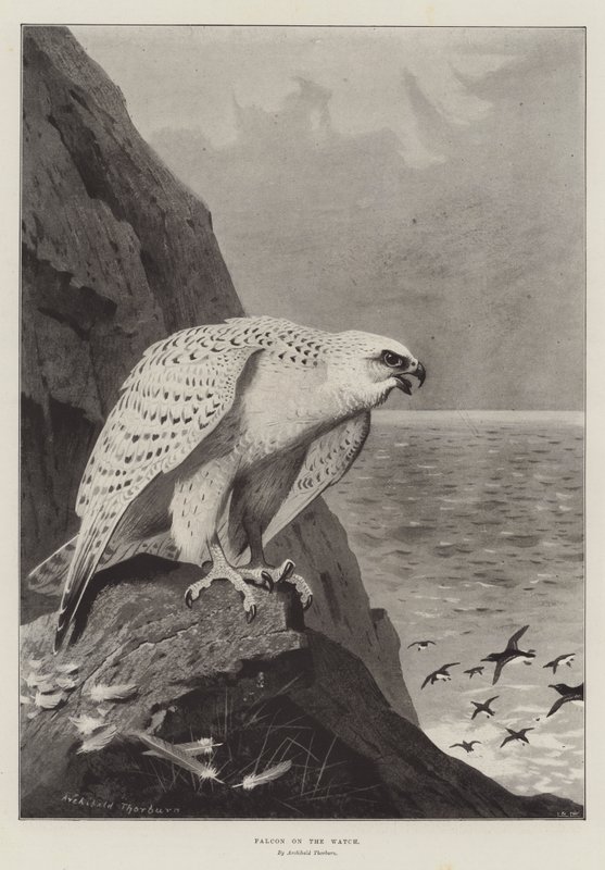 Falco in attesa da Archibald Thorburn