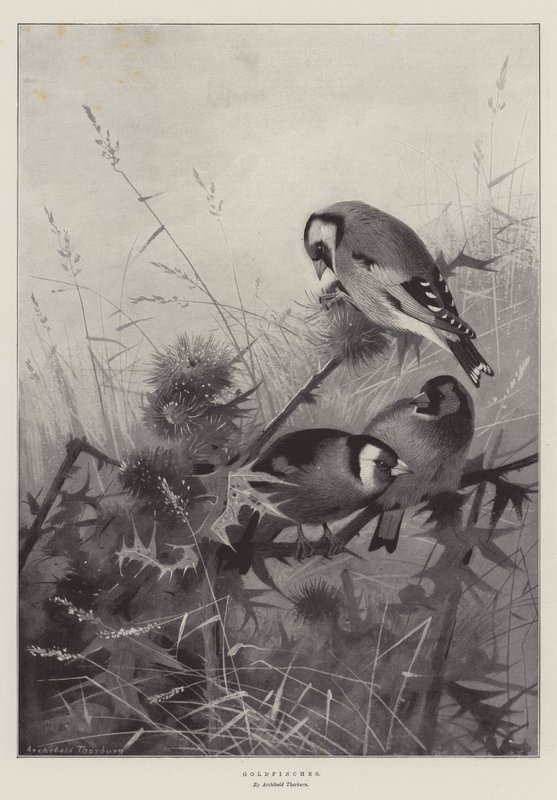 Cardellini da Archibald Thorburn