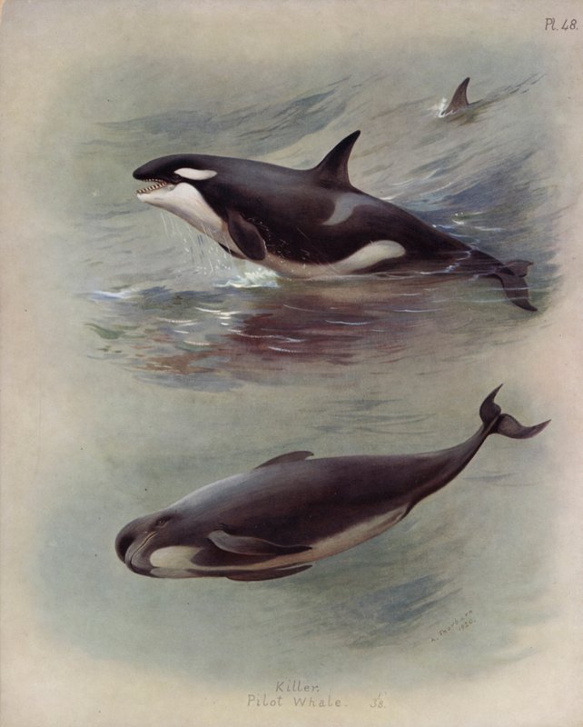 Orca, globicefalo da Archibald Thorburn