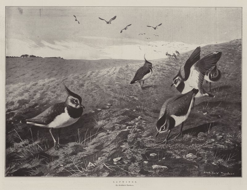 Pavoncelle da Archibald Thorburn
