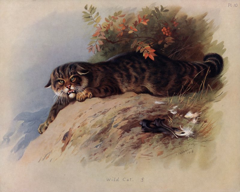Gatto selvatico da Archibald Thorburn