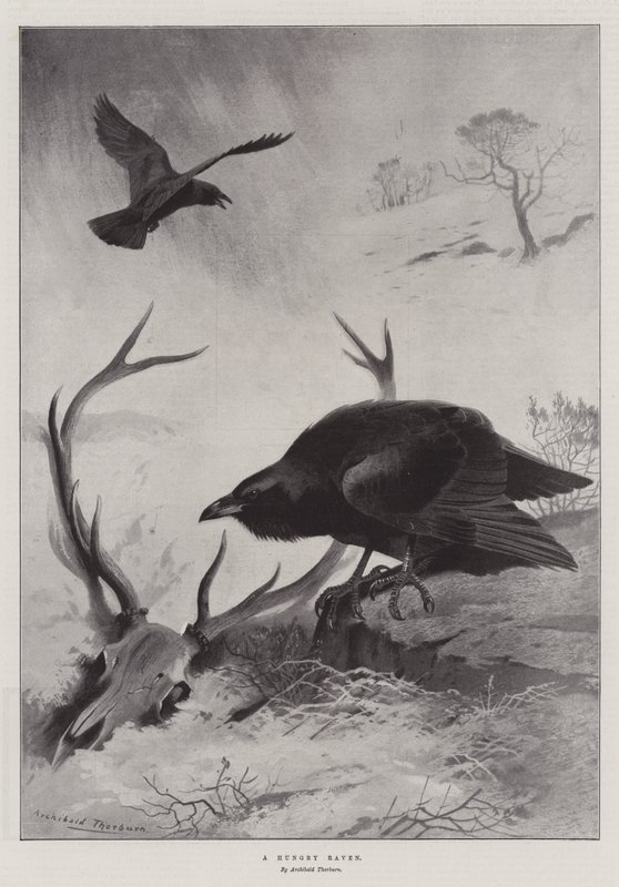 Un Corvo Affamato da Archibald Thorburn