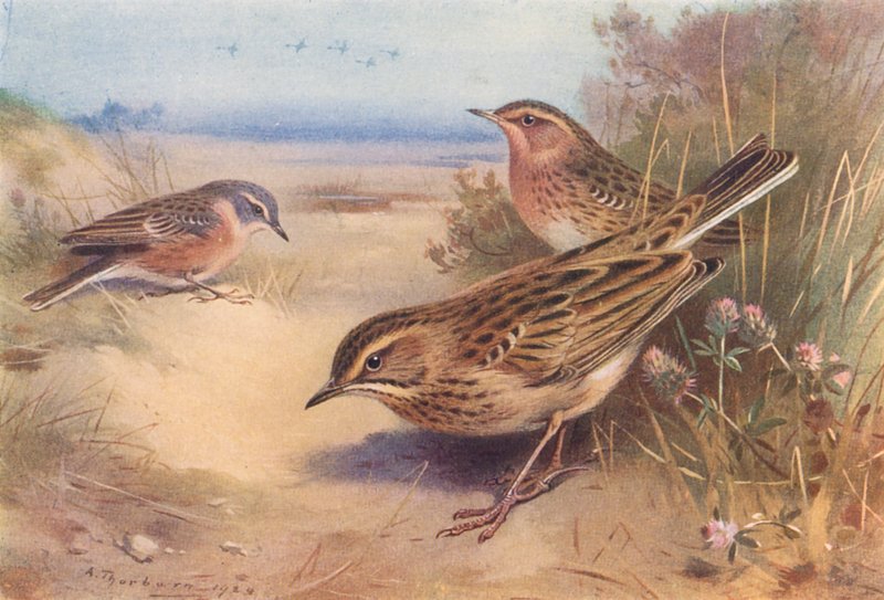 Pipit alpino o d