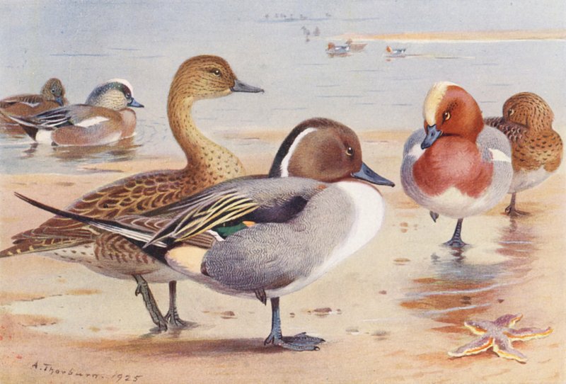 Anatra Americana (maschio e femmina), Codone (maschio e femmina), Anatra (maschio e femmina) da Archibald Thorburn
