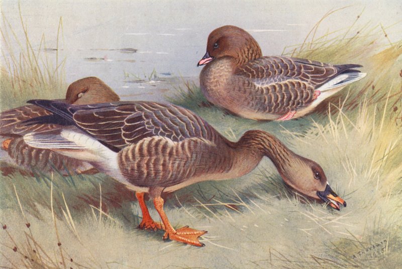 Oca granaiola, Oca zamperosee da Archibald Thorburn