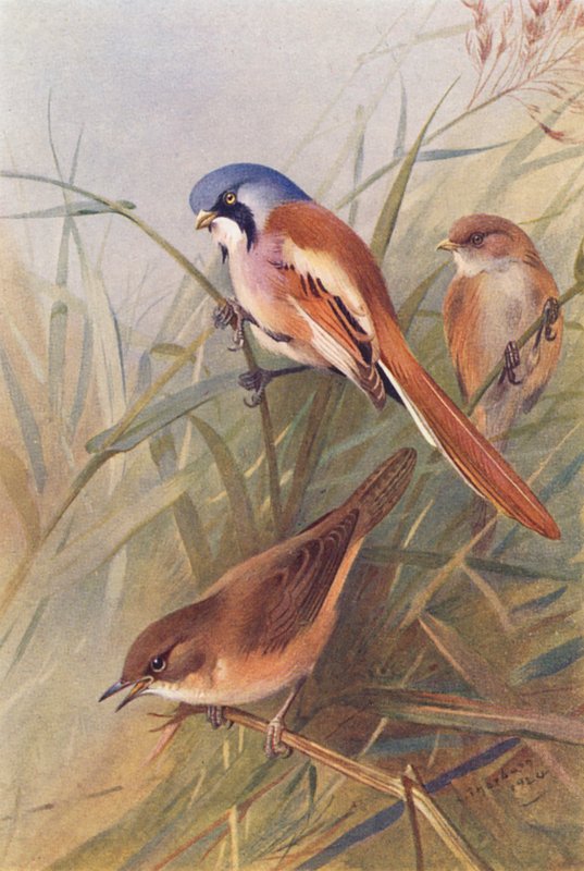 Cinciallegra barbuta (maschio e femmina), Cannaiola di Savi da Archibald Thorburn