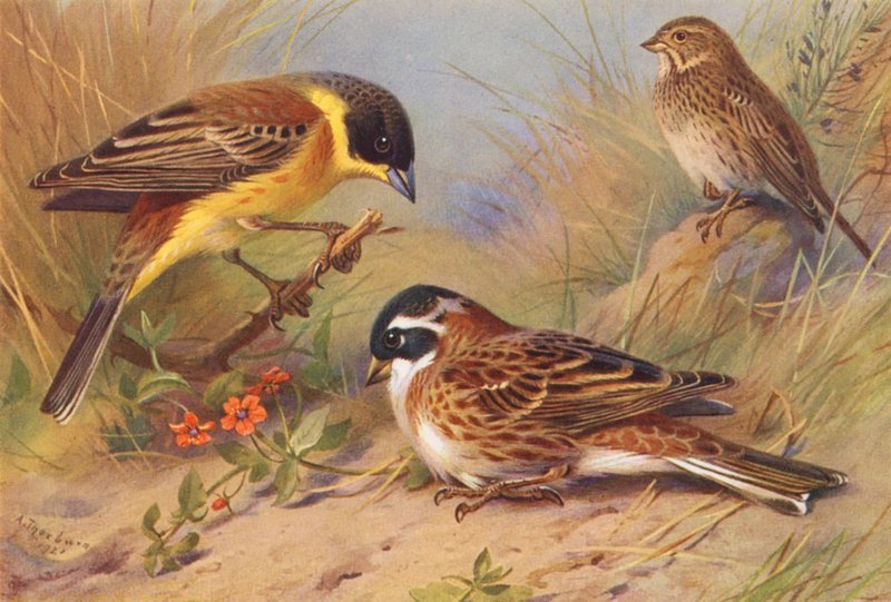 Zigolo nero, Zigolo giallo, Zigolo rustico da Archibald Thorburn