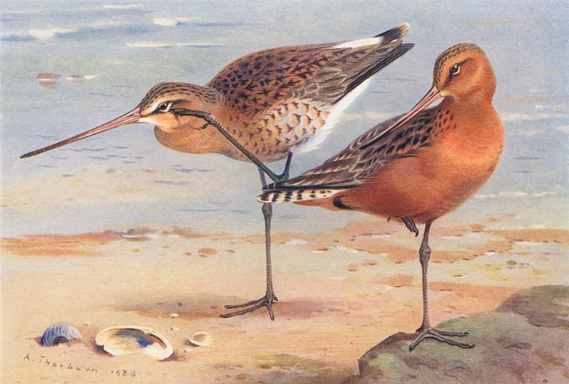 Pivieressa (estate), Piviere dorato (estate) da Archibald Thorburn
