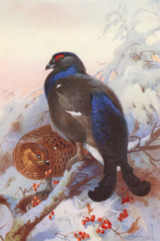 Gallo cedrone (maschio e femmina) da Archibald Thorburn