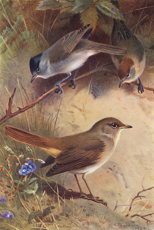 Capinera (maschio e femmina), Usignolo da Archibald Thorburn