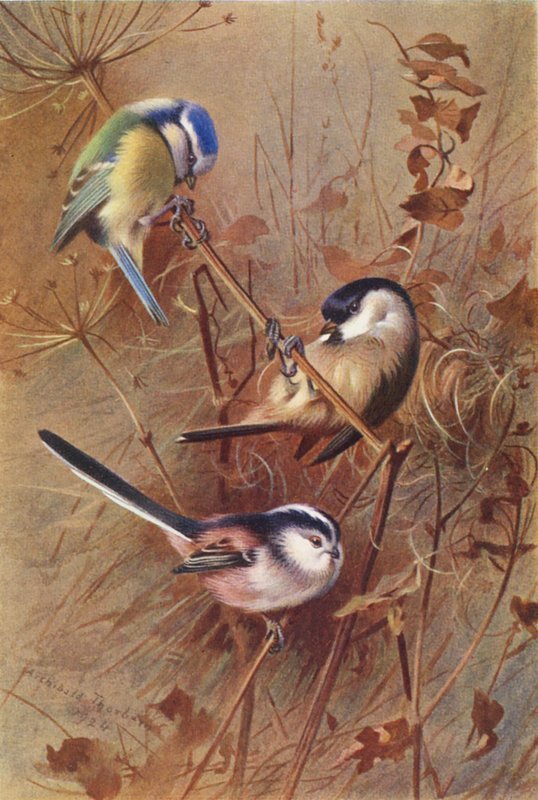 Cinciarella, Cincia bigia, Codibugnolo da Archibald Thorburn