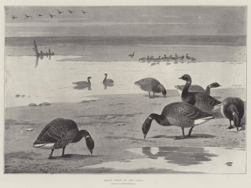 Oche bernacla sulla costa da Archibald Thorburn