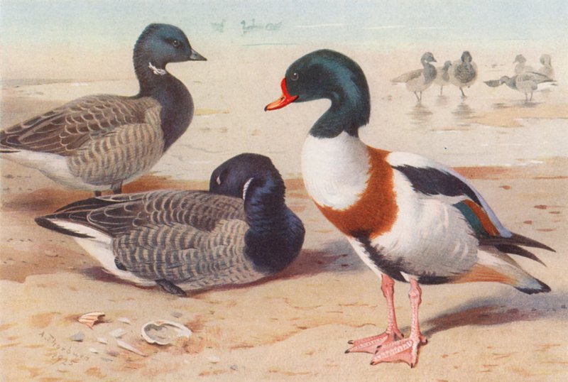 Oca di Brent, Anatra comune da Archibald Thorburn