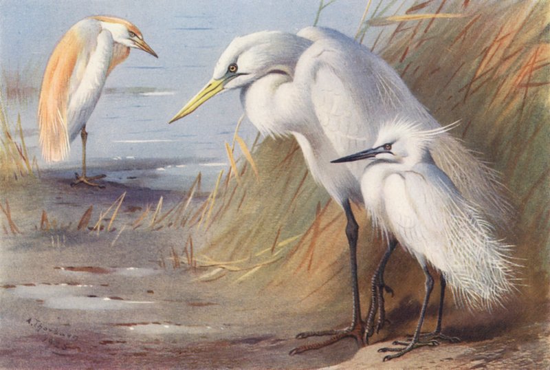 Airone dorso-buffo, Grande airone bianco, Garzetta da Archibald Thorburn