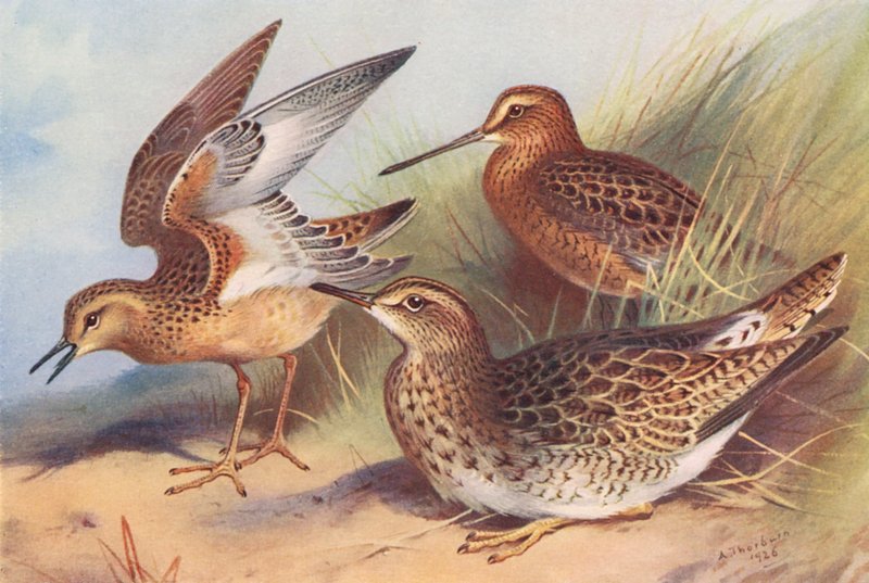 Piro-piro pettorossiccio, Piro-piro rosso, Piro-piro di Bartram da Archibald Thorburn