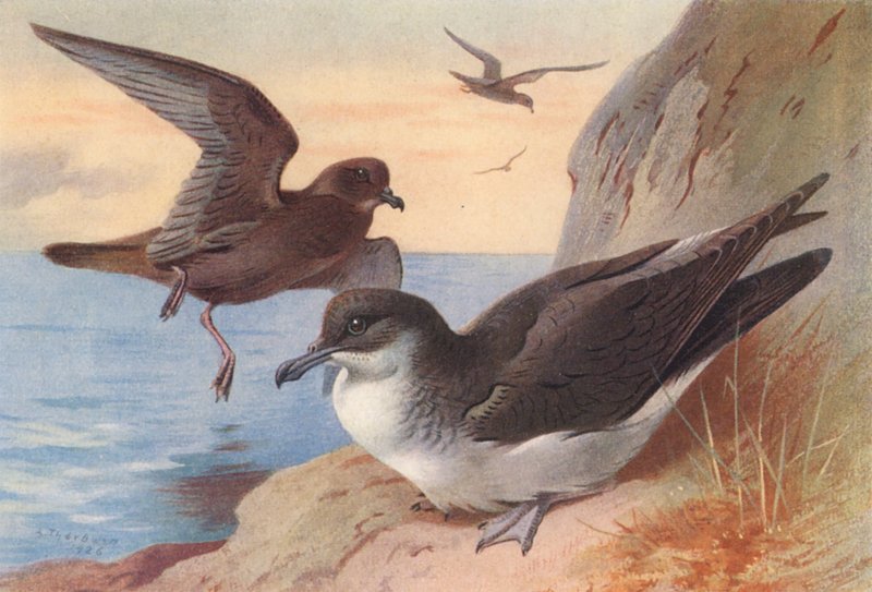 Petrello di Bulwer, Berta minore (litografia a colori) da Archibald Thorburn